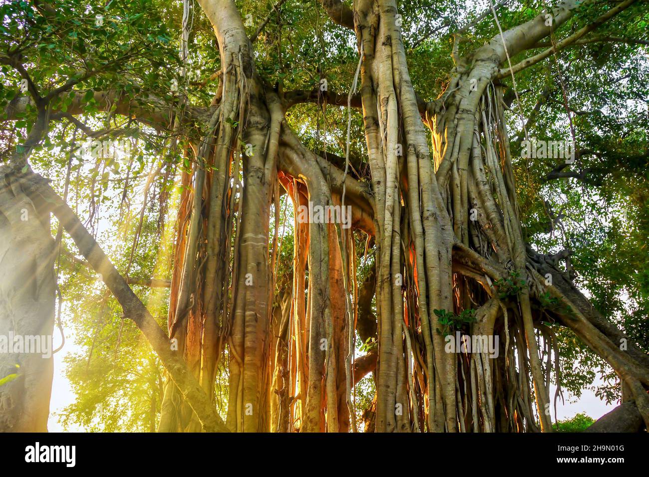 Le radici aeree e rami di un albero di fico sconosciuto (Ficus) in bella luce dorata durante il tramonto in una foresta tropicale in Tamil Nadu, India. Foto Stock