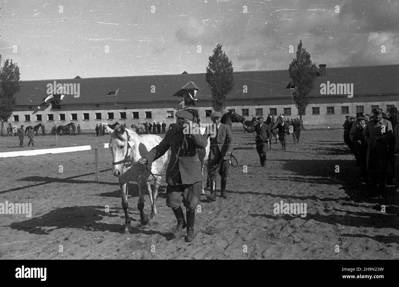 Bia³ka, 1948-10-11. Pokaz hodowlany koni na lubelszczyŸnie odby³ siê na zakoñczenie wspó³zawodnictwa hodowlanego miêdzy powiatem zamojskim i krasnystawskim. Rywalizacji patronowa³ Zwi¹zek Samopomocy Ch³opskiej. Zwyciê¿yli w niej ch³opi z zamojskiego. NZ. Stadnina koni, komisja ocenia³a 50 klaczy. Z powiatu Zamoœæ 67 proc. wystawców stanowili ch³opi ma³orolni, z Krasnegozistawu ma³orolni hodowcy to 87,5 proc. mw PAP Bialka, 11 ottobre 1948. Una mostra di allevamento di cavalli nella regione di Lublino è stata tenuta per segnare la fine della competizione di allevamento tra le contee di Zamosc e Krasnystaw. Il concorso, Foto Stock