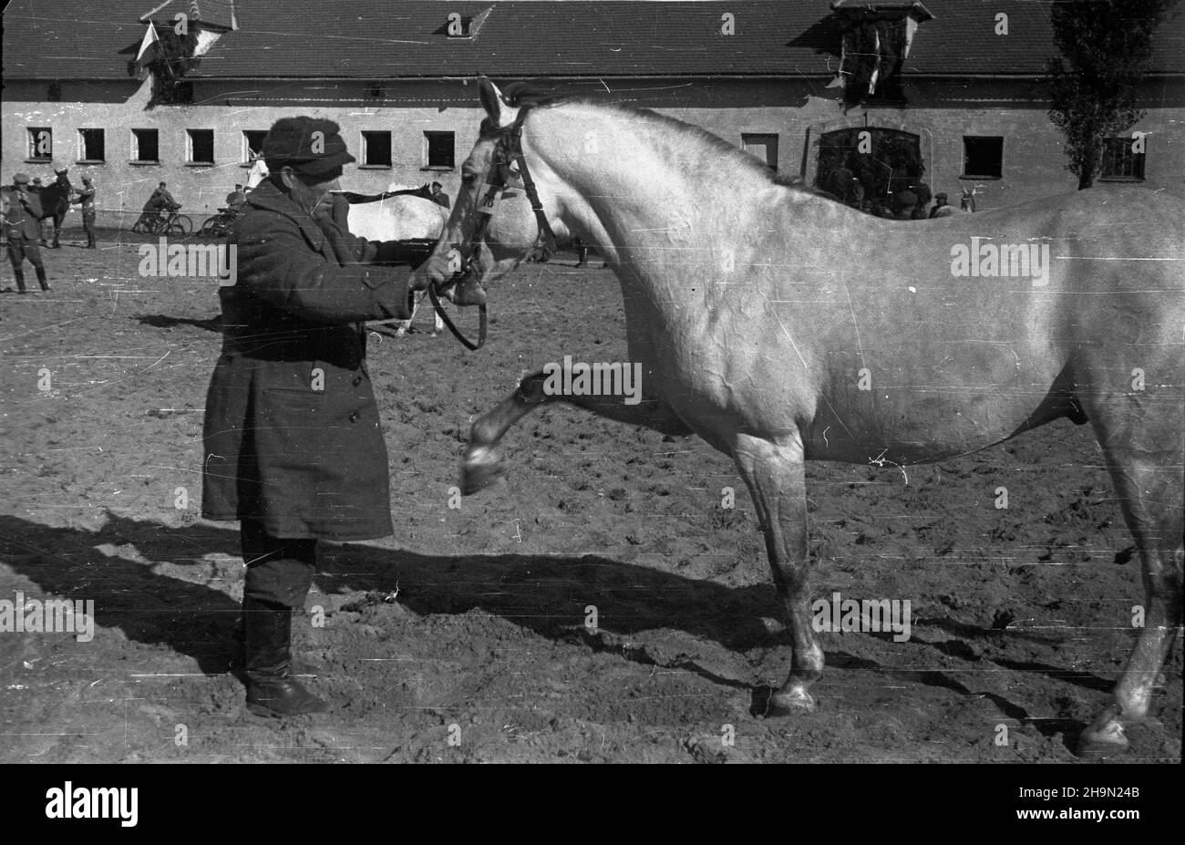 Bia³ka, 1948-10-11. Pokaz hodowlany koni na lubelszczyŸnie odby³ siê na zakoñczenie wspó³zawodnictwa hodowlanego miêdzy powiatem zamojskim i krasnystawskim. Rywalizacji patronowa³ Zwi¹zek Samopomocy Ch³opskiej. Zwyciê¿yli w niej ch³opi z zamojskiego. Komisja ocenia³a 50 klaczy. Z powiatu Zamoœæ 67 proc. wystawców stanowili ch³opi ma³orolni, z Krasnegozistawu ma³orolni hodowcy to 87,5 proc. NZ. Stadnina koni, prezentacja klaczy. mw PAP Bialka, 11 ottobre 1948. Una mostra di allevamento di cavalli nella regione di Lublino è stata tenuta per segnare la fine della competizione di allevamento tra le contee di Zamosc e Krasnystaw Foto Stock