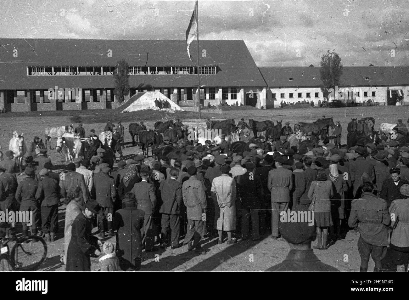 Bia³ka, 1948-10-11. Pokaz hodowlany koni na lubelszczyŸnie odby³ siê na zakoñczenie wspó³zawodnictwa hodowlanego miêdzy powiatem zamojskim i krasnystawskim. Rywalizacji patronowa³ Zwi¹zek Samopomocy Ch³opskiej. Zwyciê¿yli w niej ch³opi z zamojskiego. Komisja ocenia³a 50 klaczy. NZ. Stadnina koni, prezentacja klaczy. mw PAP Bialka, 11 ottobre 1948. Una mostra di allevamento di cavalli nella regione di Lublino è stata tenuta per segnare la fine della competizione di allevamento tra le contee di Zamosc e Krasnystaw. La competizione, in cui vinse contadini della contea di Zamosc, si tenne sotto il patrocinio del sé contadino Foto Stock