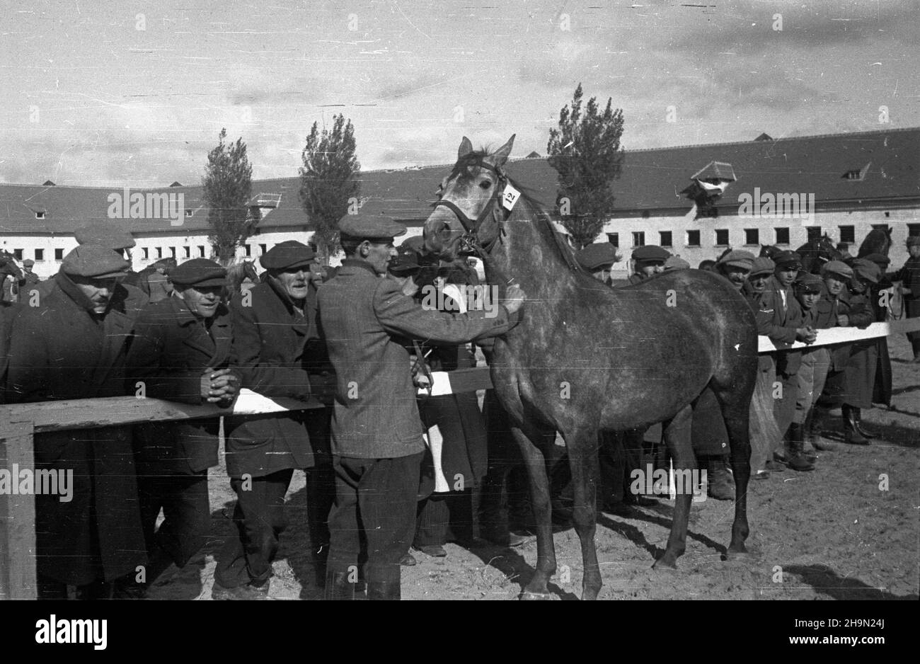 Bia³ka, 1948-10-11. Pokaz hodowlany koni na lubelszczyŸnie odby³ siê na zakoñczenie wspó³zawodnictwa hodowlanego miêdzy powiatem zamojskim i krasnystawskim. Rywalizacji patronowa³ Zwi¹zek Samopomocy Ch³opskiej. Zwyciê¿yli w niej ch³opi z zamojskiego. Komisja ocenia³a 50 klaczy. Z powiatu Zamoœæ 67 proc. wystawców stanowili ch³opi ma³orolni, z Krasnegozistawu ma³orolni hodowcy to 87,5 proc. NZ. Prezentacja koni. mw PAP Bialka, 11 ottobre 1948. Una mostra di allevamento di cavalli nella regione di Lublino è stata tenuta per segnare la fine della competizione di allevamento tra le contee di Zamosc e Krasnystaw. I concorrenti Foto Stock