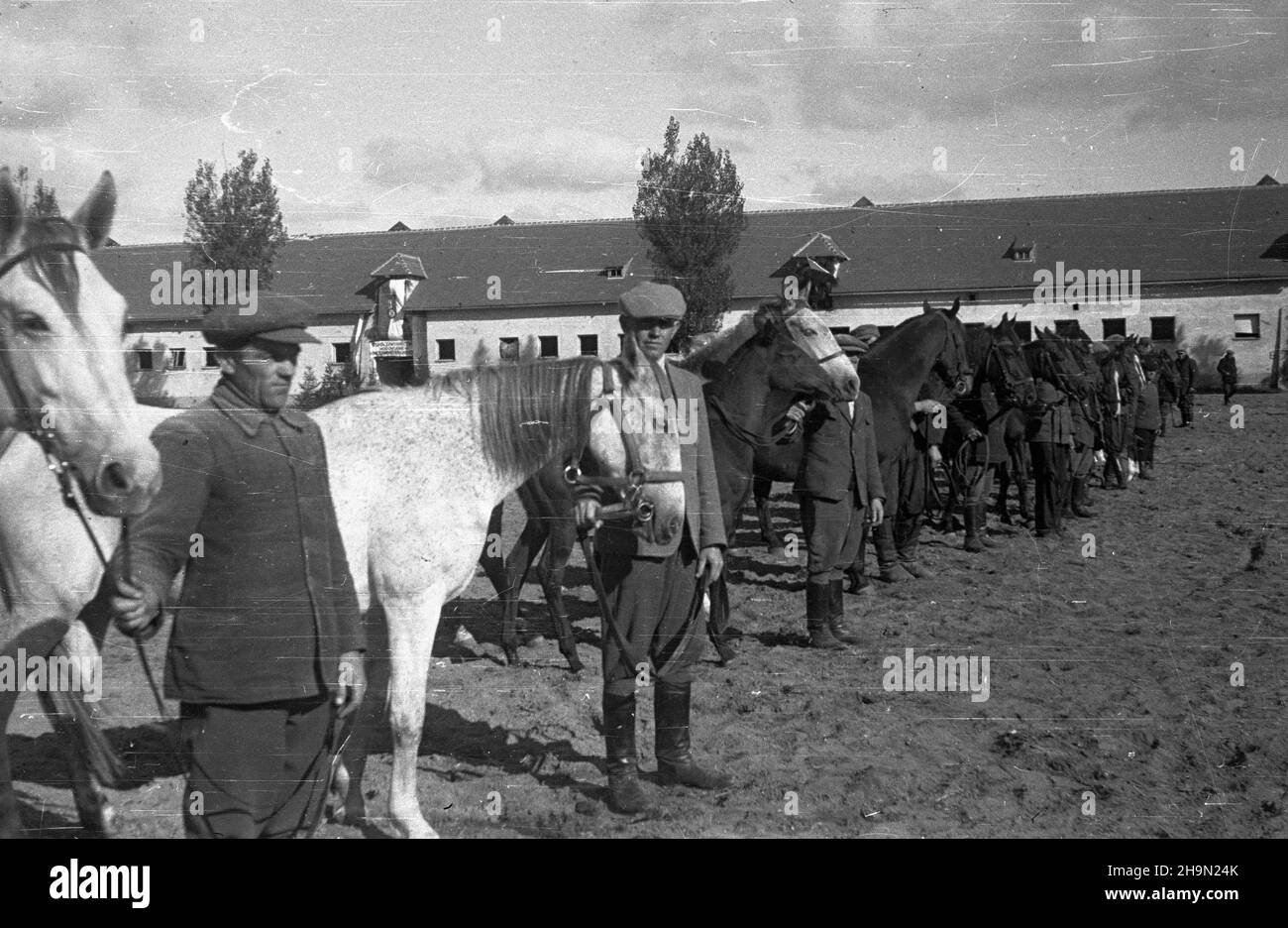 Bia³ka, 1948-10-11. Pokaz hodowlany koni na lubelszczyŸnie odby³ siê na zakoñczenie wspó³zawodnictwa hodowlanego miêdzy powiatem zamojskim i krasnystawskim. Rywalizacji patronowa³ Zwi¹zek Samopomocy Ch³opskiej. Zwyciê¿yli w niej ch³opi z zamojskiego. Komisja ocenia³a 50 klaczy. Z powiatu Zamoœæ 67 proc. wystawców stanowili ch³opi ma³orolni, z Krasnegozistawu ma³orolni hodowcy to 87,5 proc. NZ. Prezentacja koni. mw PAP Bialka, 11 ottobre 1948. Una mostra di allevamento di cavalli nella regione di Lublino è stata tenuta per segnare la fine della competizione di allevamento tra le contee di Zamosc e Krasnystaw. I concorrenti Foto Stock