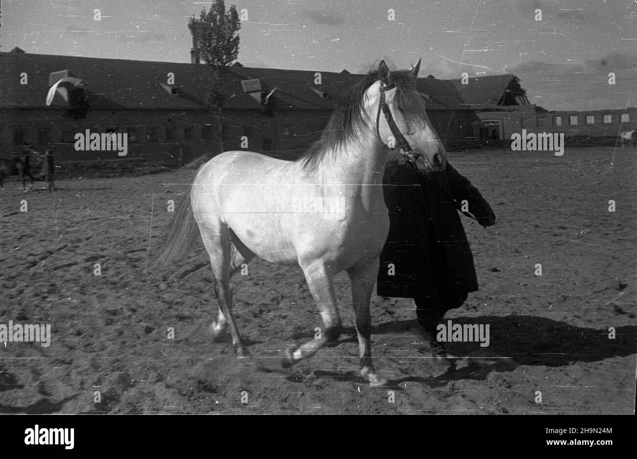 Bia³ka, 1948-10-11. Pokaz hodowlany koni na lubelszczyŸnie odby³ siê na zakoñczenie wspó³zawodnictwa hodowlanego miêdzy powiatem zamojskim i krasnystawskim. Rywalizacji patronowa³ Zwi¹zek Samopomocy Ch³opskiej. Zwyciê¿yli w niej ch³opi z zamojskiego. Komisja ocenia³a 50 klaczy. Z powiatu Zamoœæ 67 proc. wystawców stanowili ch³opi ma³orolni, z Krasnegozistawu ma³orolni hodowcy to 87,5 proc. NZ. Stadnina koni, prezentacja klaczy. mw PAP Bialka, 11 ottobre 1948. Una mostra di allevamento di cavalli nella regione di Lublino è stata tenuta per segnare la fine della competizione di allevamento tra i conti Zamosc e Krasnystaw Foto Stock
