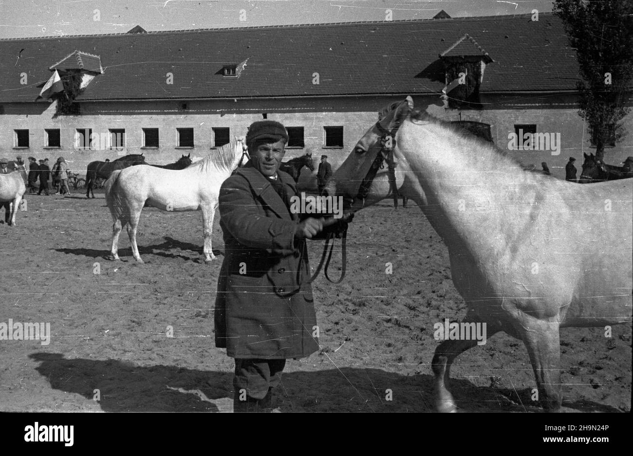 Bia³ka, 1948-10-11. Pokaz hodowlany koni na lubelszczyŸnie odby³ siê na zakoñczenie wspó³zawodnictwa hodowlanego miêdzy powiatem zamojskim i krasnystawskim. Rywalizacji patronowa³ Zwi¹zek Samopomocy Ch³opskiej. Zwyciê¿yli w niej ch³opi z zamojskiego. Komisja ocenia³a 50 klaczy. Z powiatu Zamoœæ 67 proc. wystawców stanowili ch³opi ma³orolni, z Krasnegozistawu ma³orolni hodowcy to 87,5 proc. NZ. Stadnina koni, prezentacja klaczy. mw PAP Bialka, 11 ottobre 1948. Una mostra di allevamento di cavalli nella regione di Lublino è stata tenuta per segnare la fine della competizione di allevamento tra i conti Zamosc e Krasnystaw Foto Stock