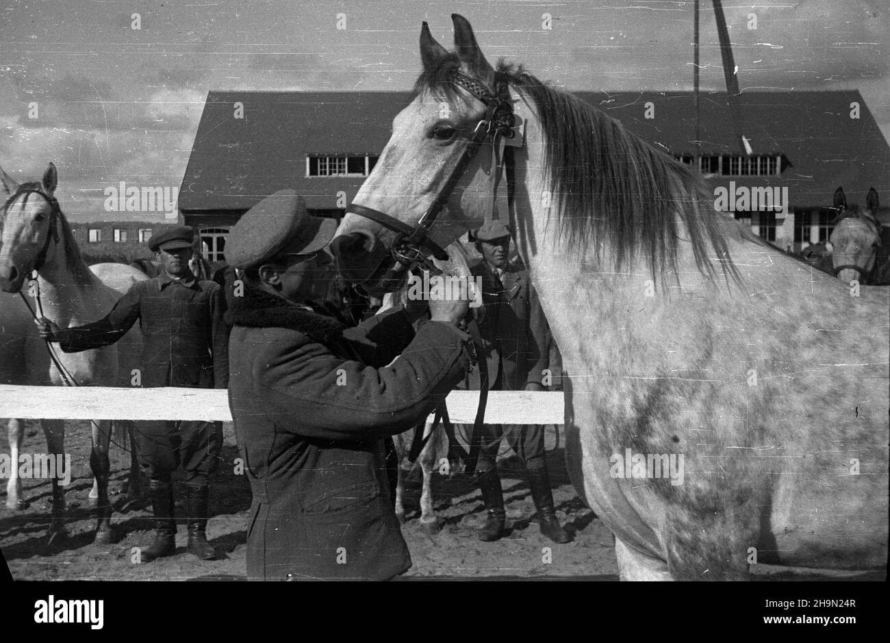 Bia³ka, 1948-10-11. Pokaz hodowlany koni na lubelszczyŸnie odby³ siê na zakoñczenie wspó³zawodnictwa hodowlanego miêdzy powiatem zamojskim i krasnystawskim. Rywalizacji patronowa³ Zwi¹zek Samopomocy Ch³opskiej. Zwyciê¿yli w niej ch³opi z zamojskiego. Komisja ocenia³a 50 klaczy. Z powiatu Zamoœæ 67 proc. wystawców stanowili ch³opi ma³orolni, z Krasnegozistawu ma³orolni hodowcy to 87,5 proc. NZ. Prezentacja koni. mw PAP Bialka, 11 ottobre 1948. Una mostra di allevamento di cavalli nella regione di Lublino è stata tenuta per segnare la fine della competizione di allevamento tra le contee di Zamosc e Krasnystaw. I concorrenti Foto Stock