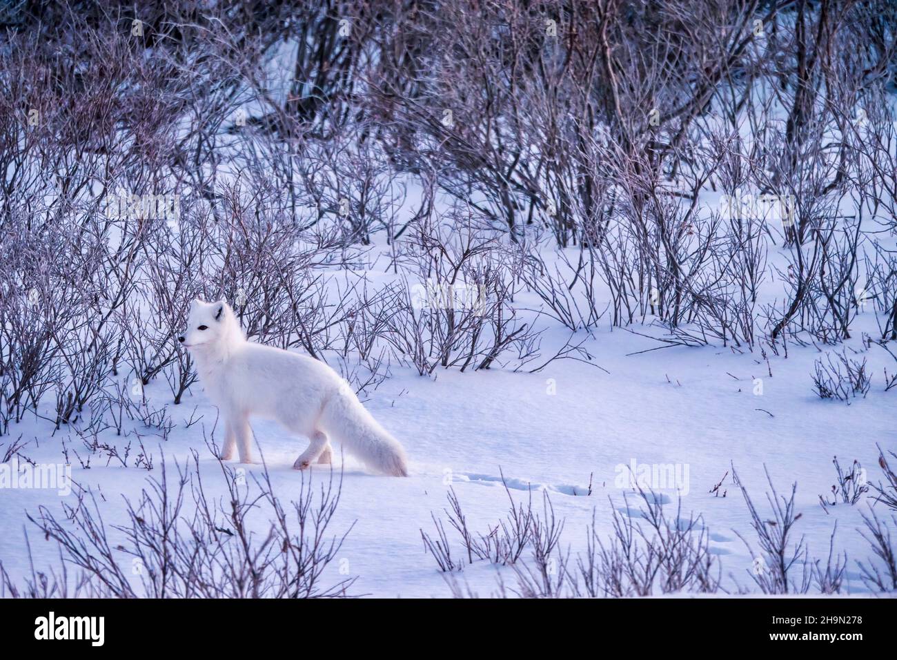 Una bella volpe artica (Vulpes lagopus) in piedi nella neve fresca vicino alla sua fossa, circondata da cespugli di salice nudi, vicino Churchill, Manitoba, Canada. Foto Stock