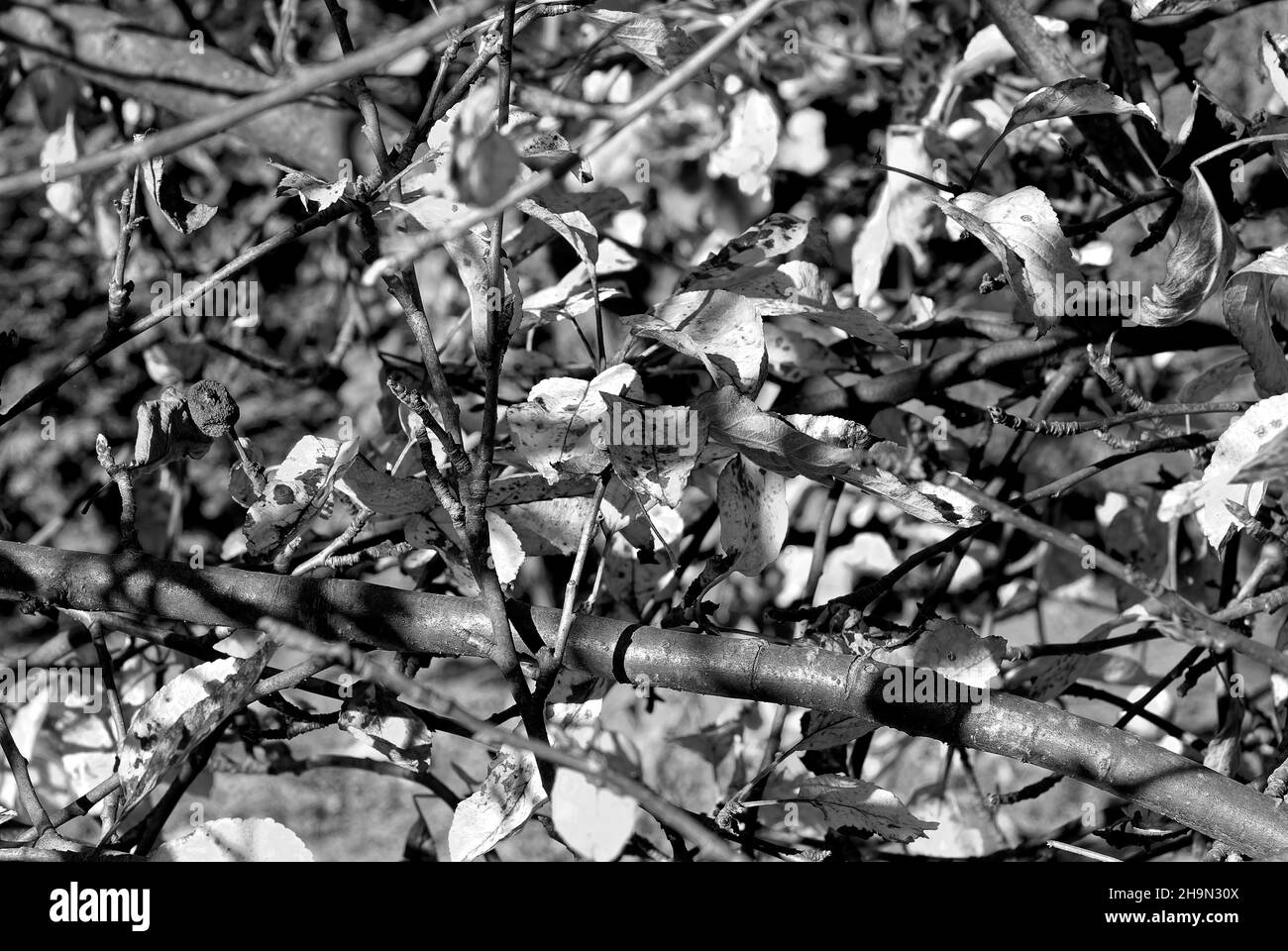 sfondo autunnale bianco e nero – texture autunnale – la struttura del frutteto autunnale Foto Stock