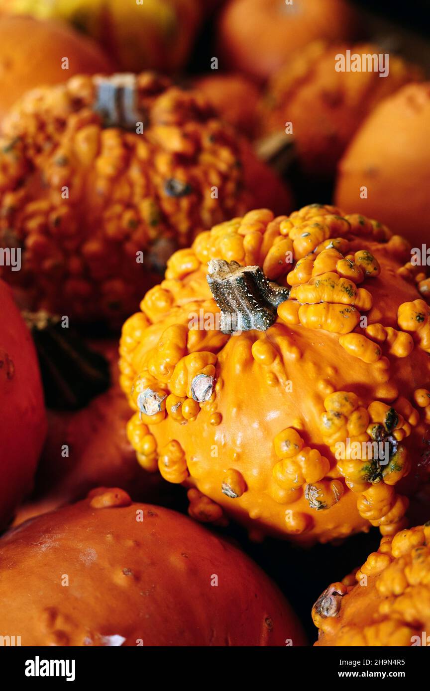 Zucche fresche arancioni o gialle in vendita presso la fattoria o il mercato agricolo a Pike Road Alabama, Stati Uniti. Foto Stock