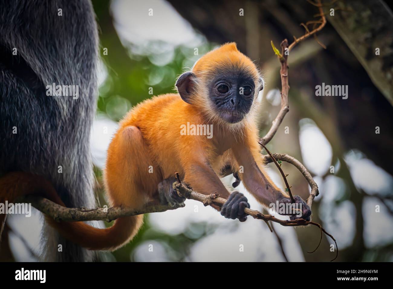 Baby scimmia in Branch Foto Stock