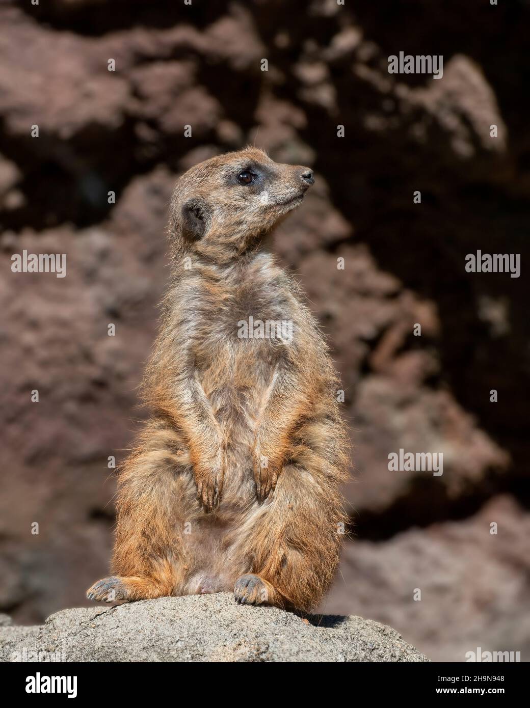 Meerkat Sentinel su Lookout Rock Foto Stock