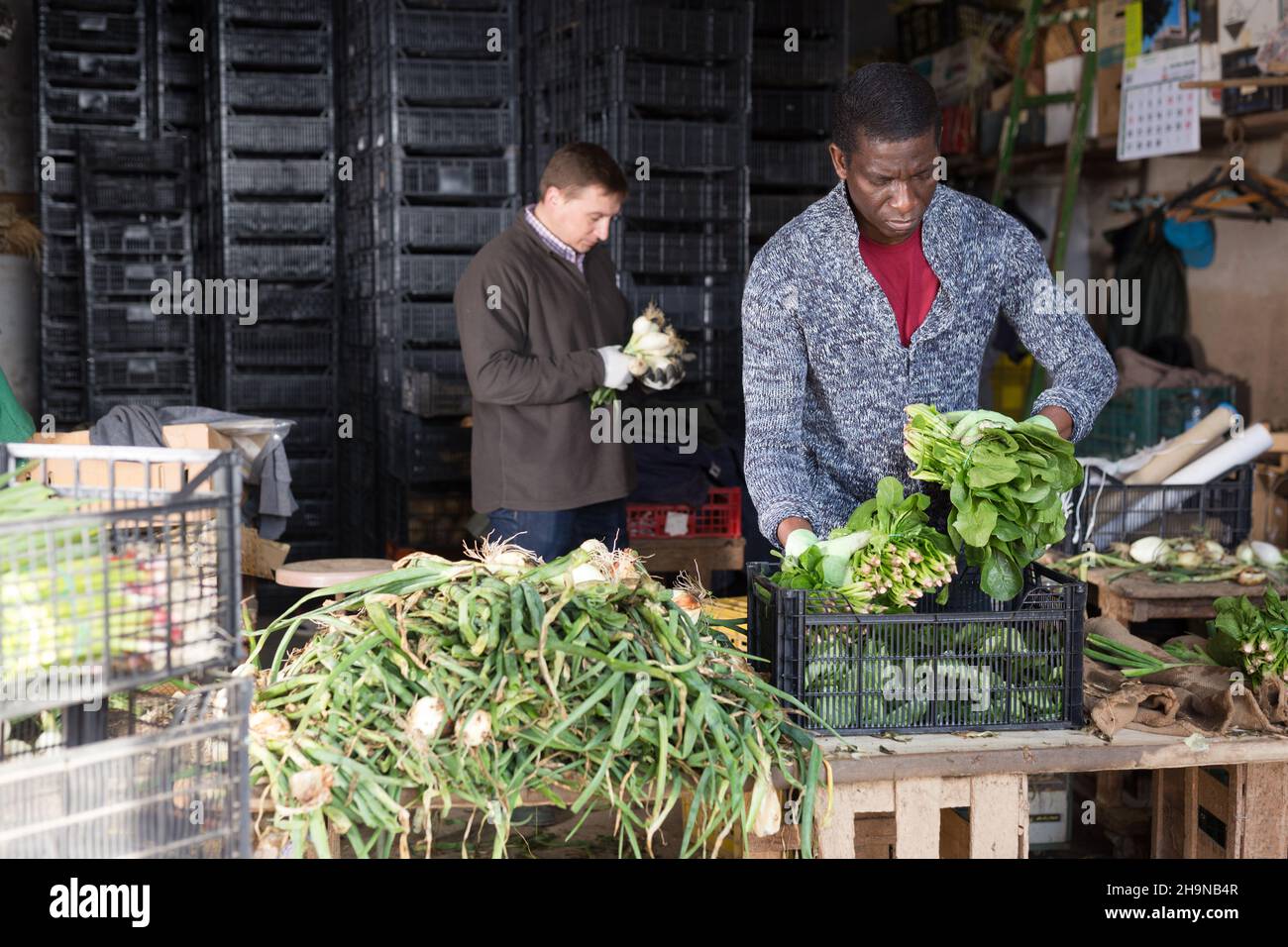 Lavoratori agricoli di cernita vegetali Foto Stock