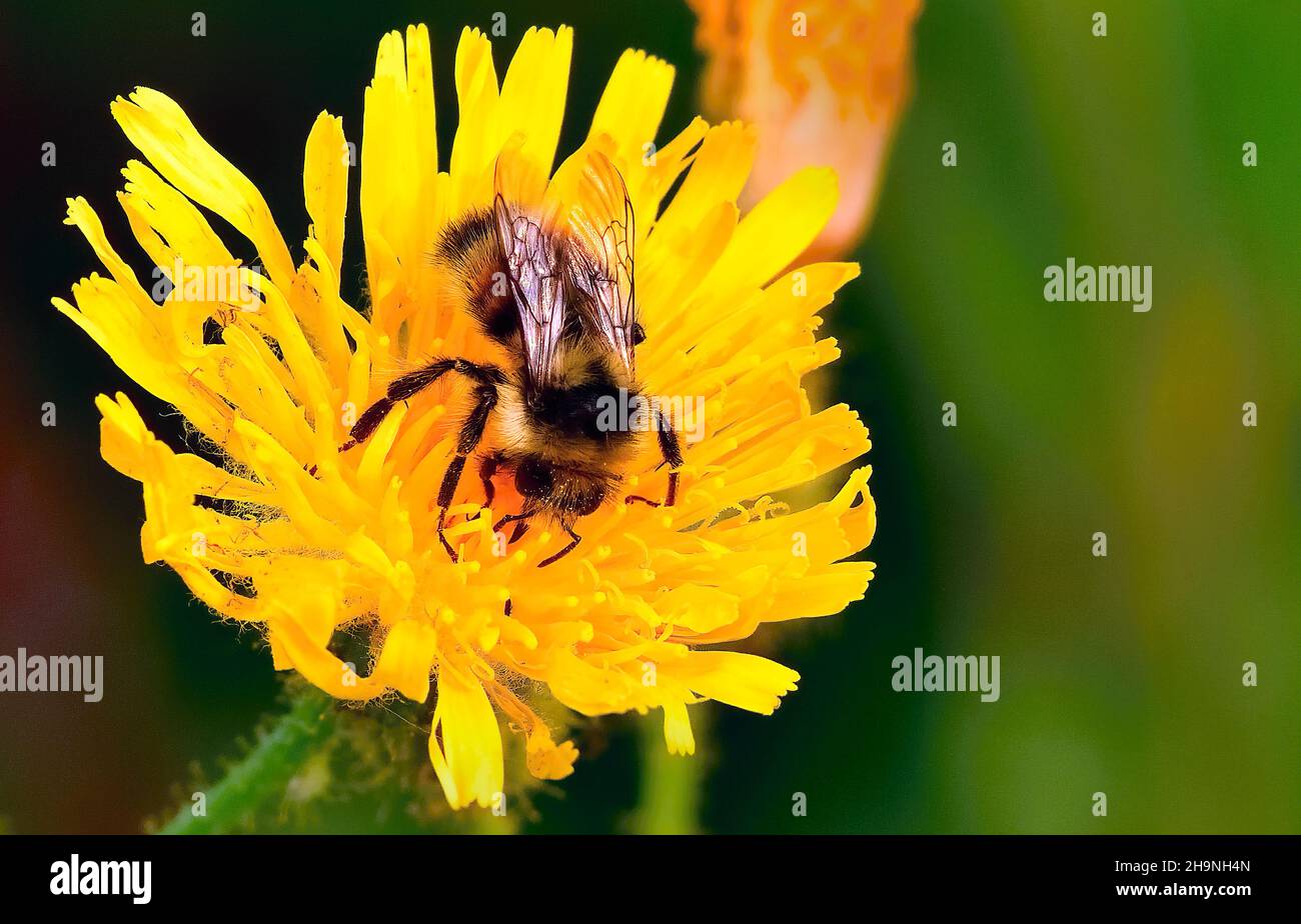 Un'ape bumble nera e gialla (Bombus hortorum) che raccoglie nettare da un fiore giallo nella campagna Alberta Canada Foto Stock