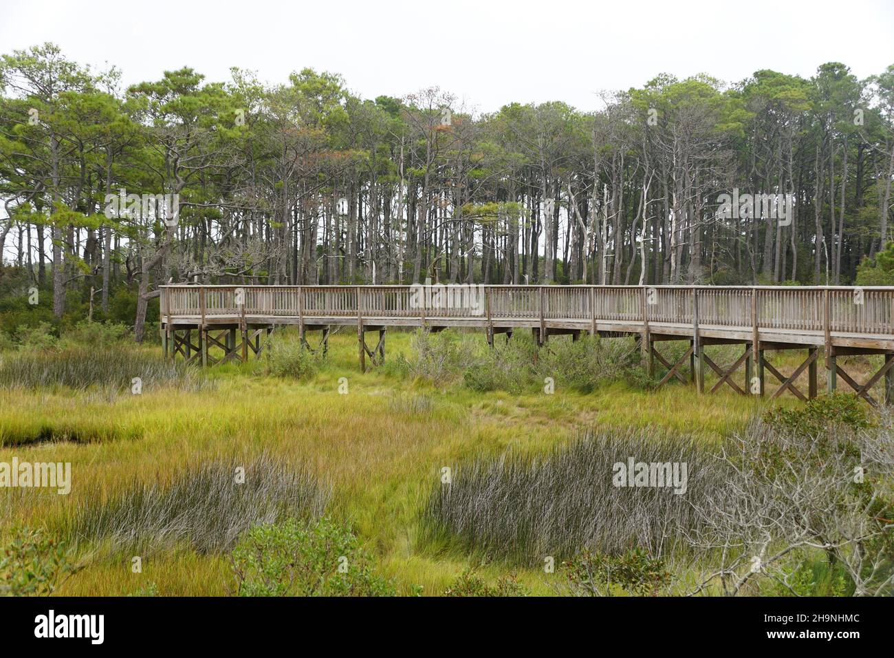 La passerella in legno sulla zona umida vicino all'isola di Assateague, Maryland, Stati Uniti Foto Stock