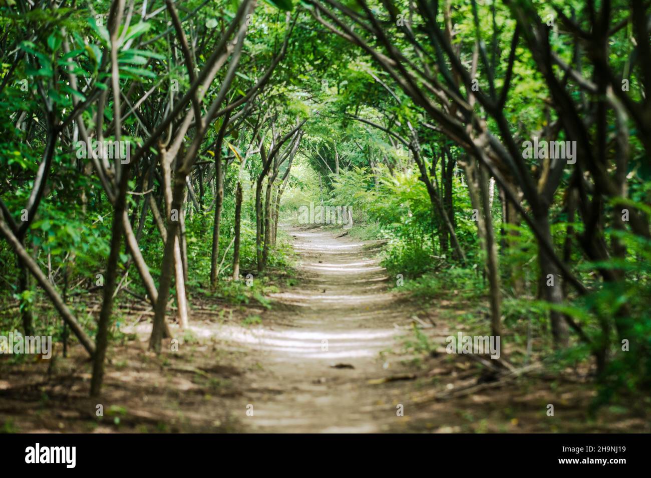 Sentiero coperto da lussureggiante foresta tropicale. Trail va dritto in direzione attraverso la giungla Foto Stock