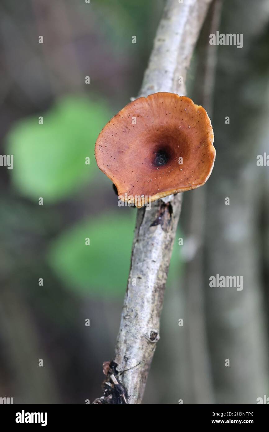 Polyporus tubaeformis, un fungo poliporo della Finlandia, nessun nome comune inglese Foto Stock