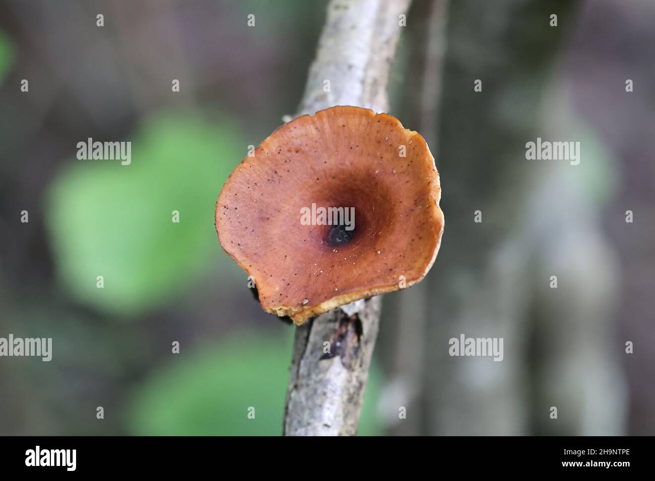 Polyporus tubaeformis, un fungo poliporo della Finlandia, nessun nome comune inglese Foto Stock