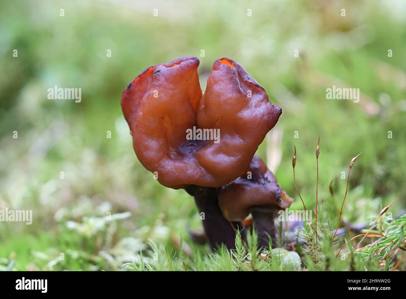 Gyromitra ambigua, comunemente noto come mutevole falso morello, fungo selvatico dalla Finlandia Foto Stock