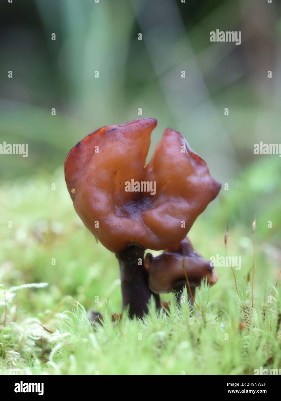 Gyromitra ambigua, comunemente noto come mutevole falso morello, fungo selvatico dalla Finlandia Foto Stock