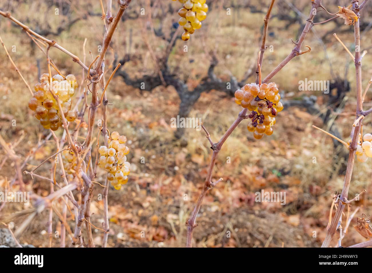 Vigneto in autunno, grappolo di uva bianca, nel Gard in Francia Foto Stock