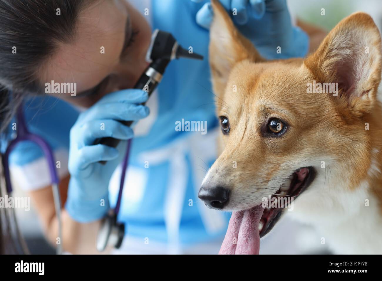 Il veterinario esamina il closeup dell'auricola del cane. Malattie delle orecchie nei cani Foto Stock