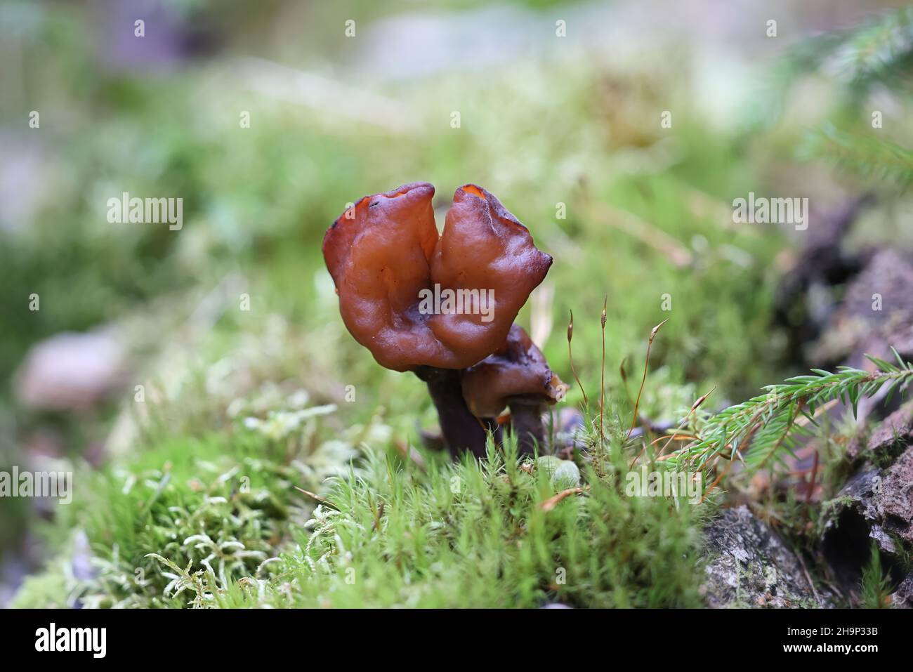 Gyromitra ambigua, comunemente noto come mutevole falso morello, fungo selvatico dalla Finlandia Foto Stock