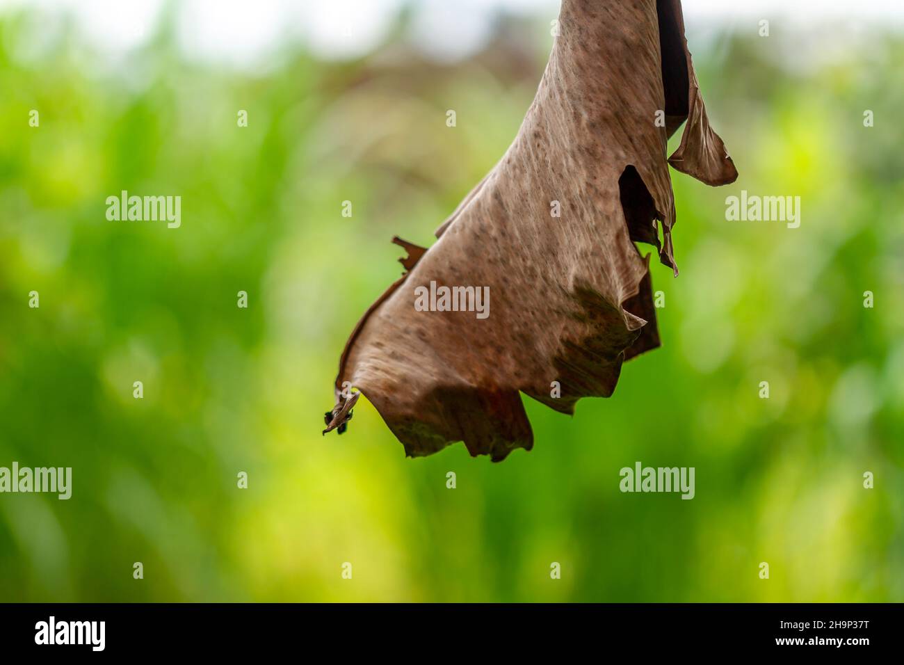 Una foglia secca e marrone di un albero di banana, un sfondo verde erba sfocata, un tema natura e sostenibilità Foto Stock
