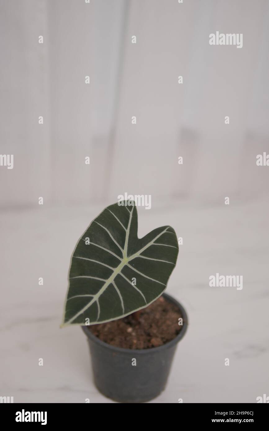 Pianta di anthurium clarinervium in vaso con una foglia a forma di cuore Foto Stock