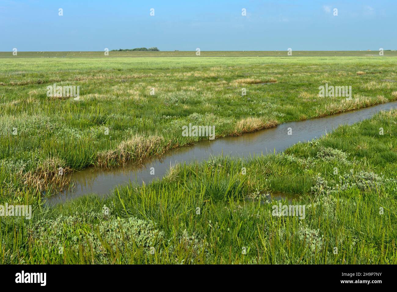 Fossato di drenaggio in un paesaggio costiero con paludi saline, Schleswig-Holstein Wadden Sea National Park, Schleswig-Holstein, Westerhever, Germania Foto Stock