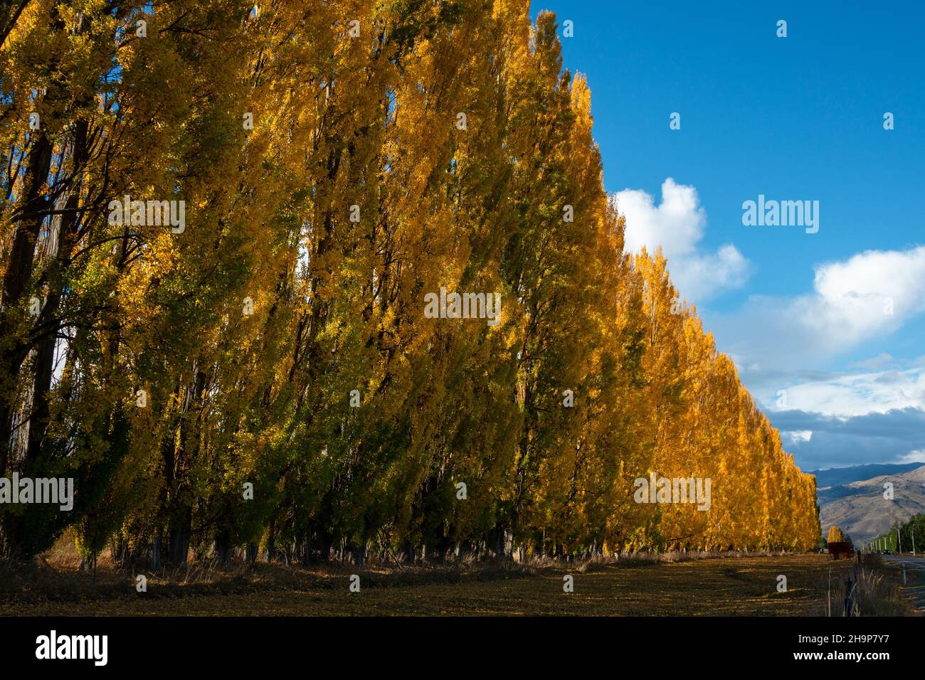 Golden autunno alberi in piedi lungo la strada, Cromwell, Otago, South Island. Foto Stock