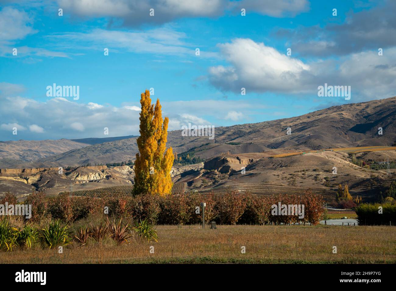 Golden autunno alberi in piedi tra il vigneto, dolci colline sullo sfondo, Otago regione, South Island. Foto Stock