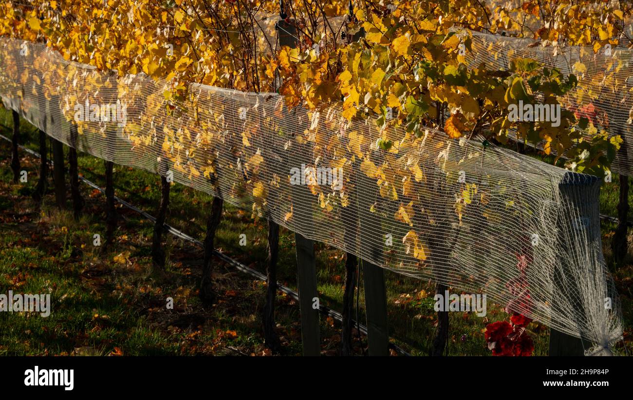 Reti bianche su vitigni gialli autunnali per prevenire danni da uccelli e vento, regione di Otago, Isola del Sud della Nuova Zelanda. Foto Stock