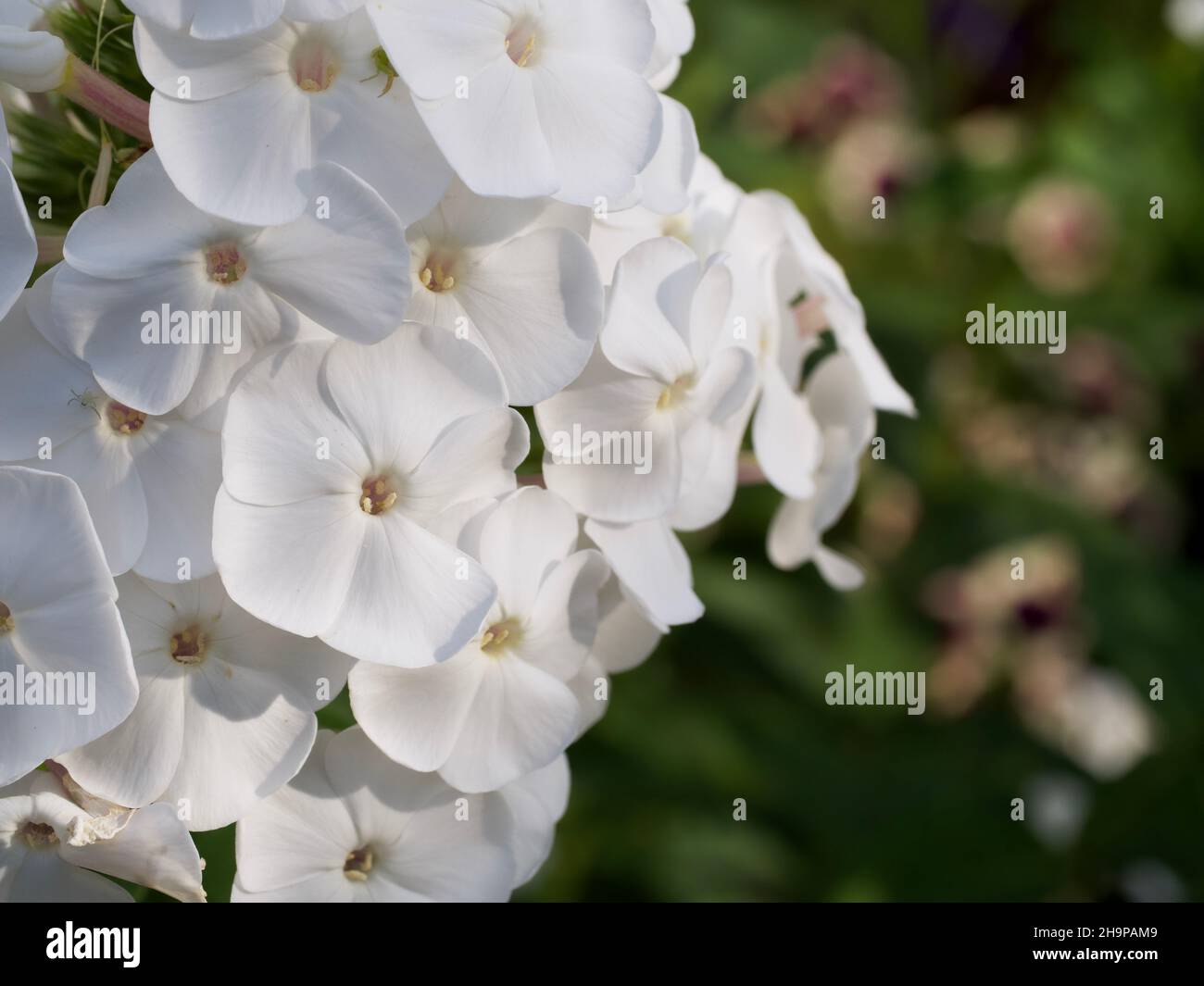 Un'infiorescenza di fiori di flox bianchi, un'immagine ravvicinata. Bellissimi fiori bianchi. Foto Stock
