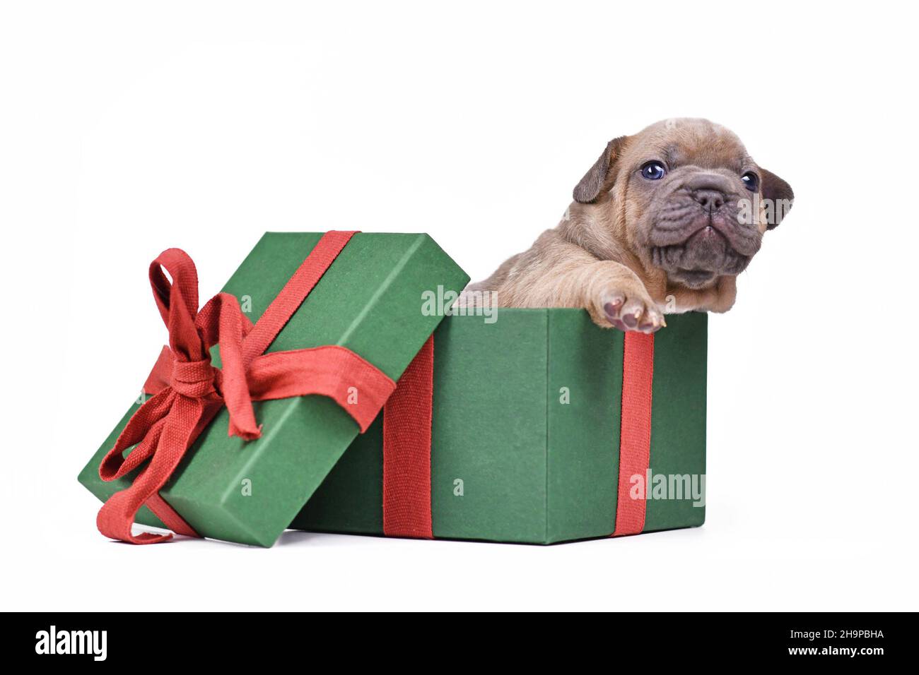 Il cucciolo francese del cane Bulldog sbuccia dalla scatola verde del regalo  di Natale su sfondo bianco Foto stock - Alamy