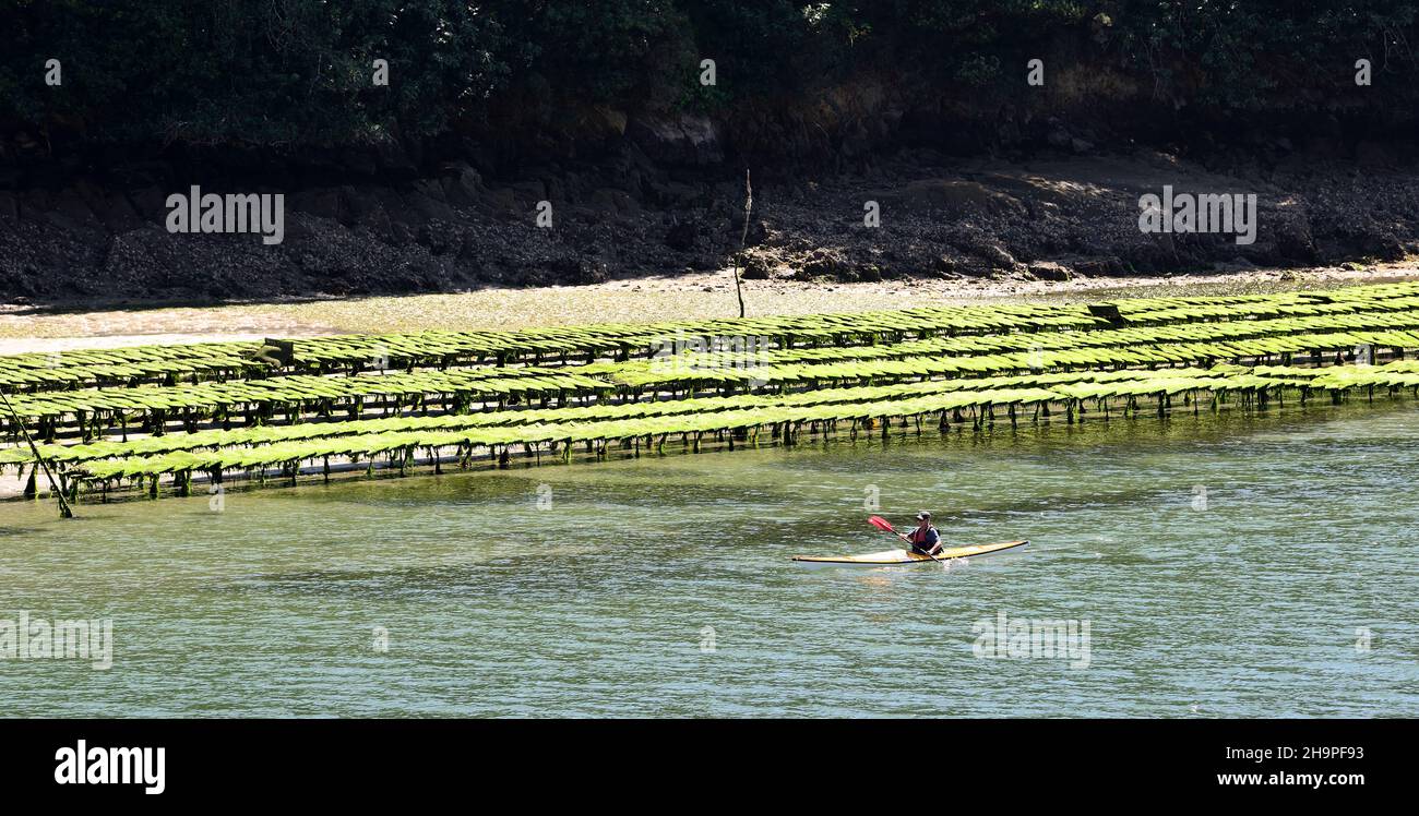 Riec-sur-Belon (Bretagna, Francia nord-occidentale): Allevamento di ostriche sul fiume Belon Foto Stock