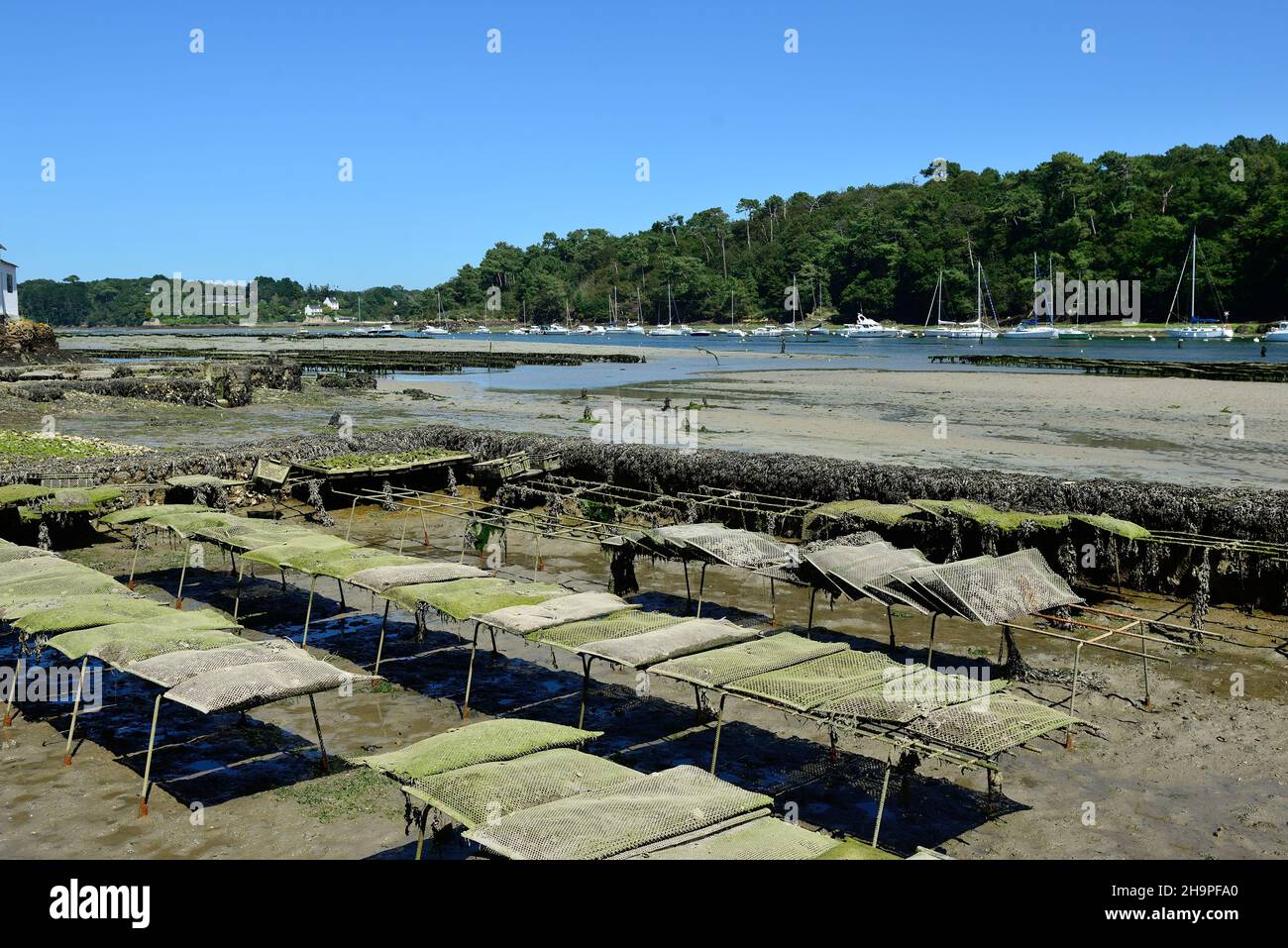 Riec-sur-Belon (Bretagna, Francia nord-occidentale): Allevamento di ostriche sul fiume Belon Foto Stock