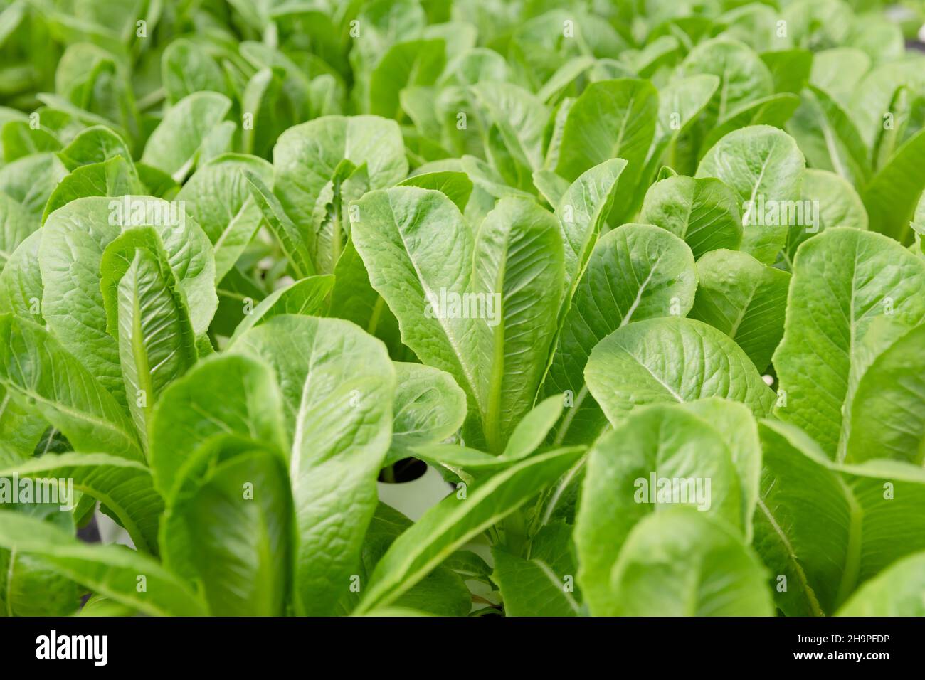 Green Cos vegetale biologico fresco piantato in azienda agricola idroponica. Foto Stock