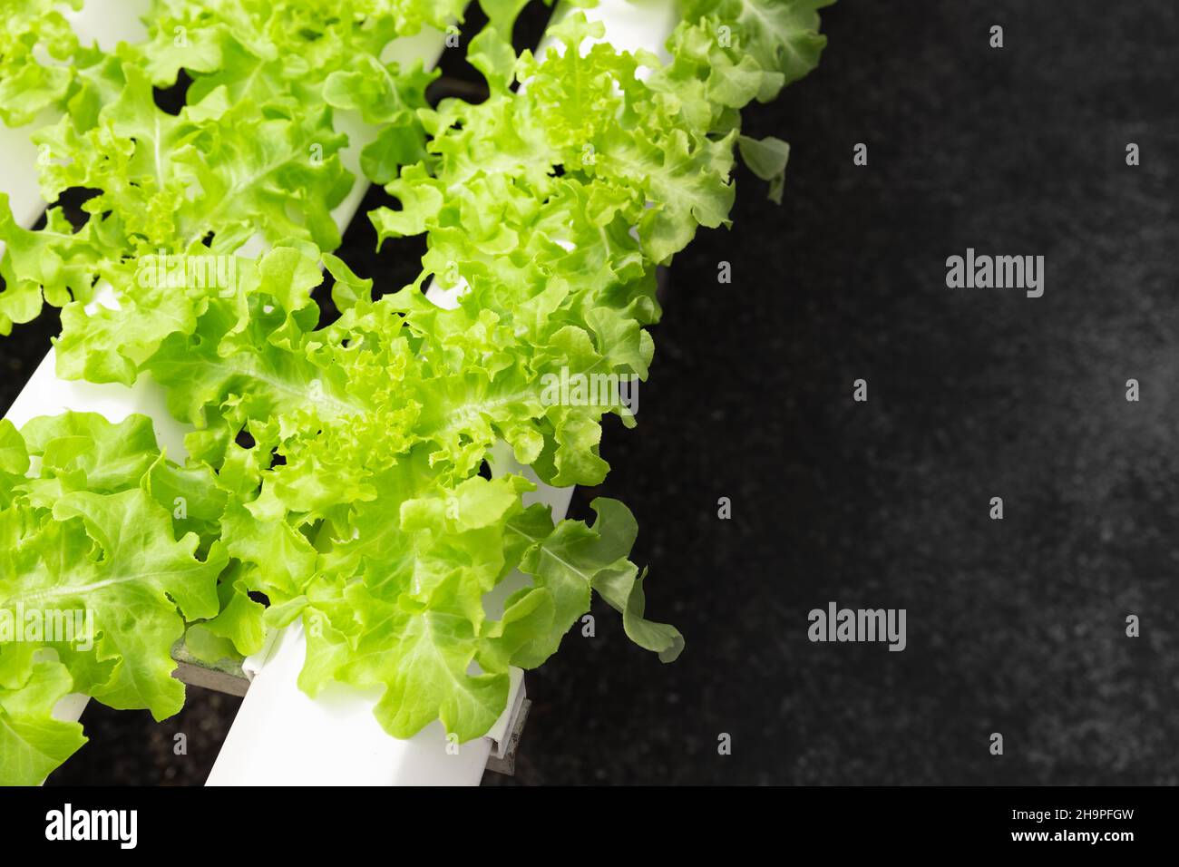 Insalata verde fresca crescere in azienda agricola biologica per cibo con spazio per il testo. Foto Stock