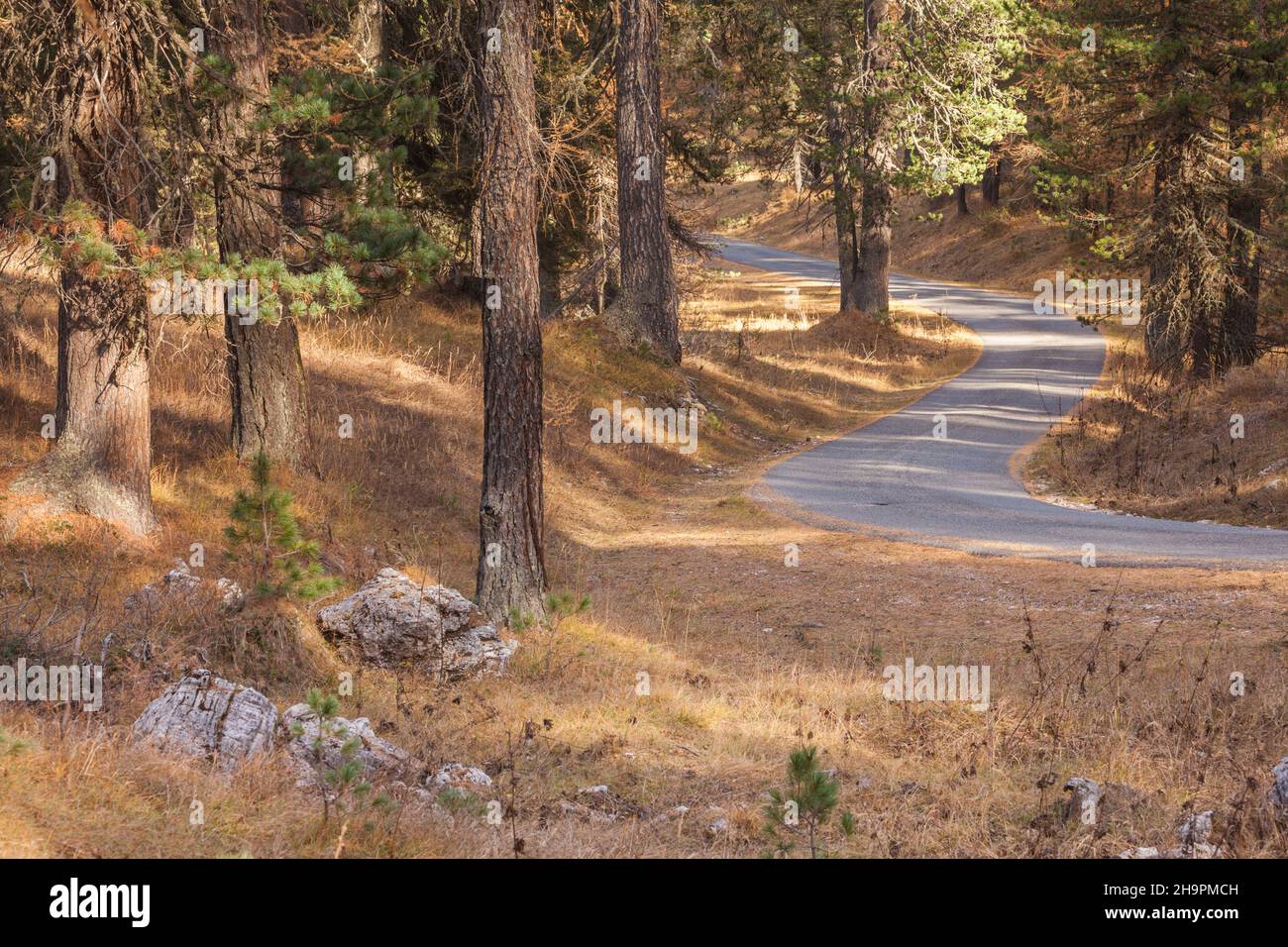 Una strada secondaria lungo i boschi in autunno Foto Stock