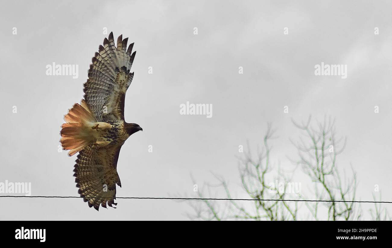 Tecnologia Hawk Foto Stock