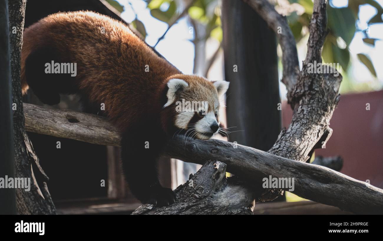 Panda rojo jugando en las ramas. Panda rosso in riproduzione Foto Stock