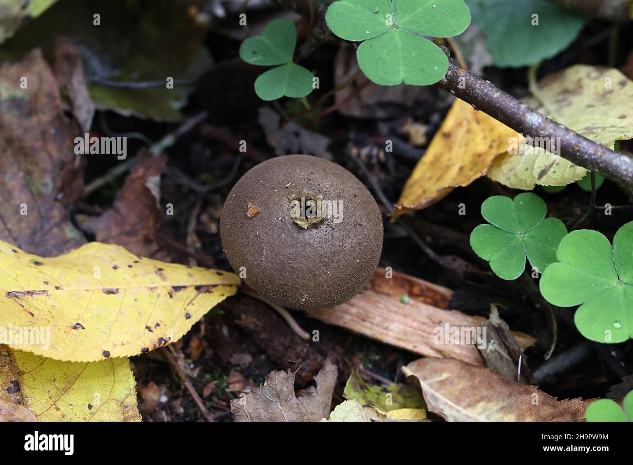 Lycoperdon umbrinum, conosciuto come Umber-Brown Puffball, fungo selvatico finlandese Foto Stock
