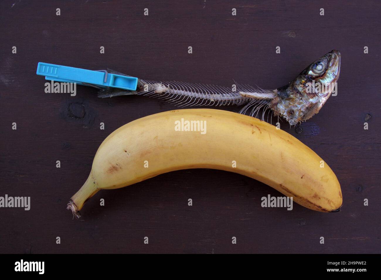 Vita morta surrealistica con banana e testa di pesce con ossa, appiglio di vestiti, surrealismo, fotografia surreale, visione surreale, design motivo, surreale Foto Stock