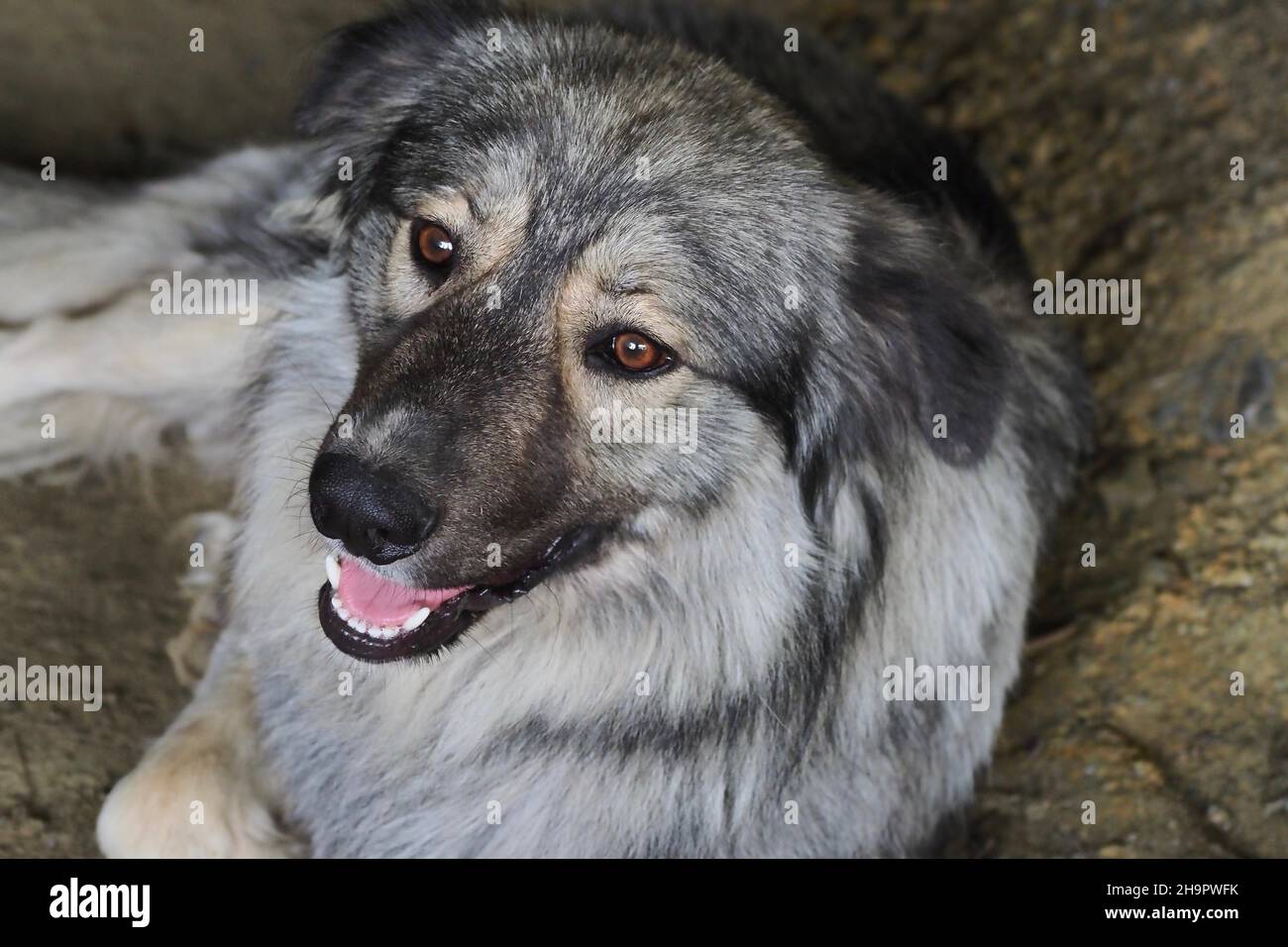 Capo del cane pastore carsico in posizione supina, razza di cani sloveni, cane di un anno, molossoide, cane di montagna, Cane da pastore, muso aperto, cappotto grigio-beige, Spagna Foto Stock