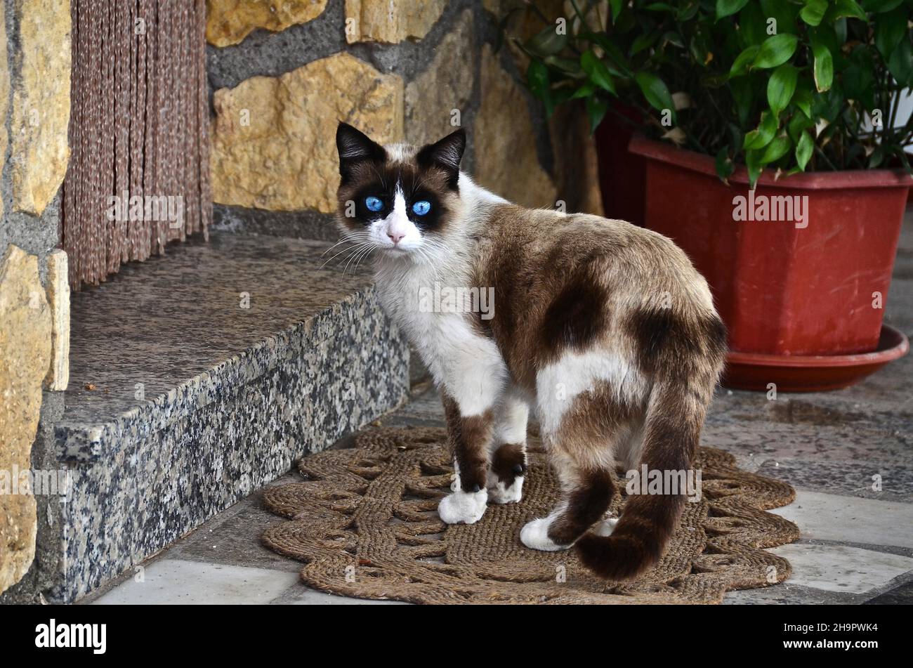 Gatto Siamese misto con occhi blu davanti all'ingresso della casa, gatto in piedi sul tappetino guardando la macchina fotografica, gatto domestico, Spagna Foto Stock