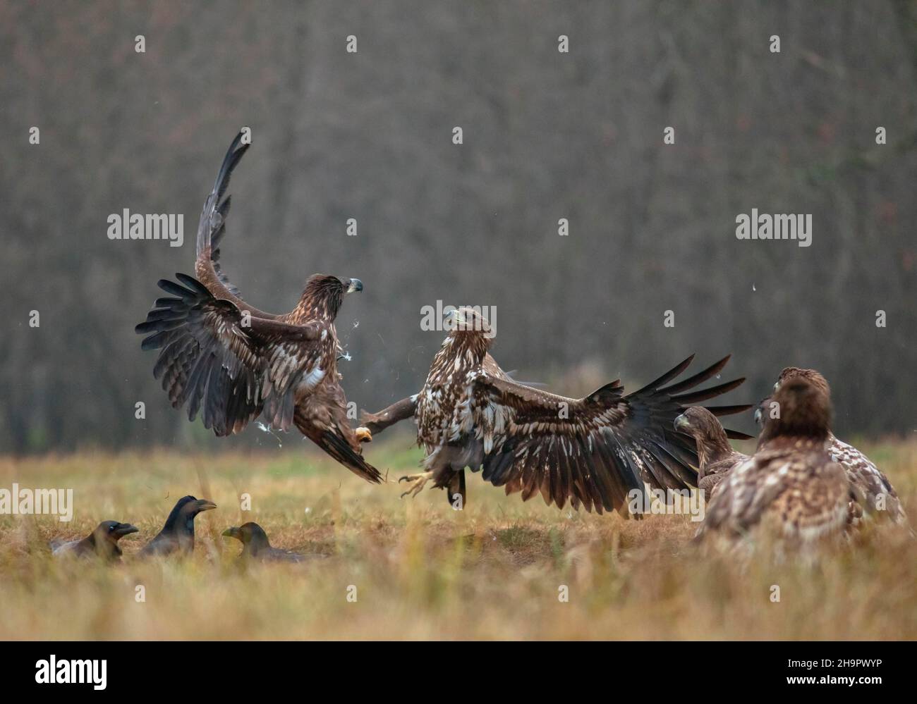 Aquila dalla coda bianca (Haliaeetus albicilla) in combattimento aereo, Polonia Foto Stock