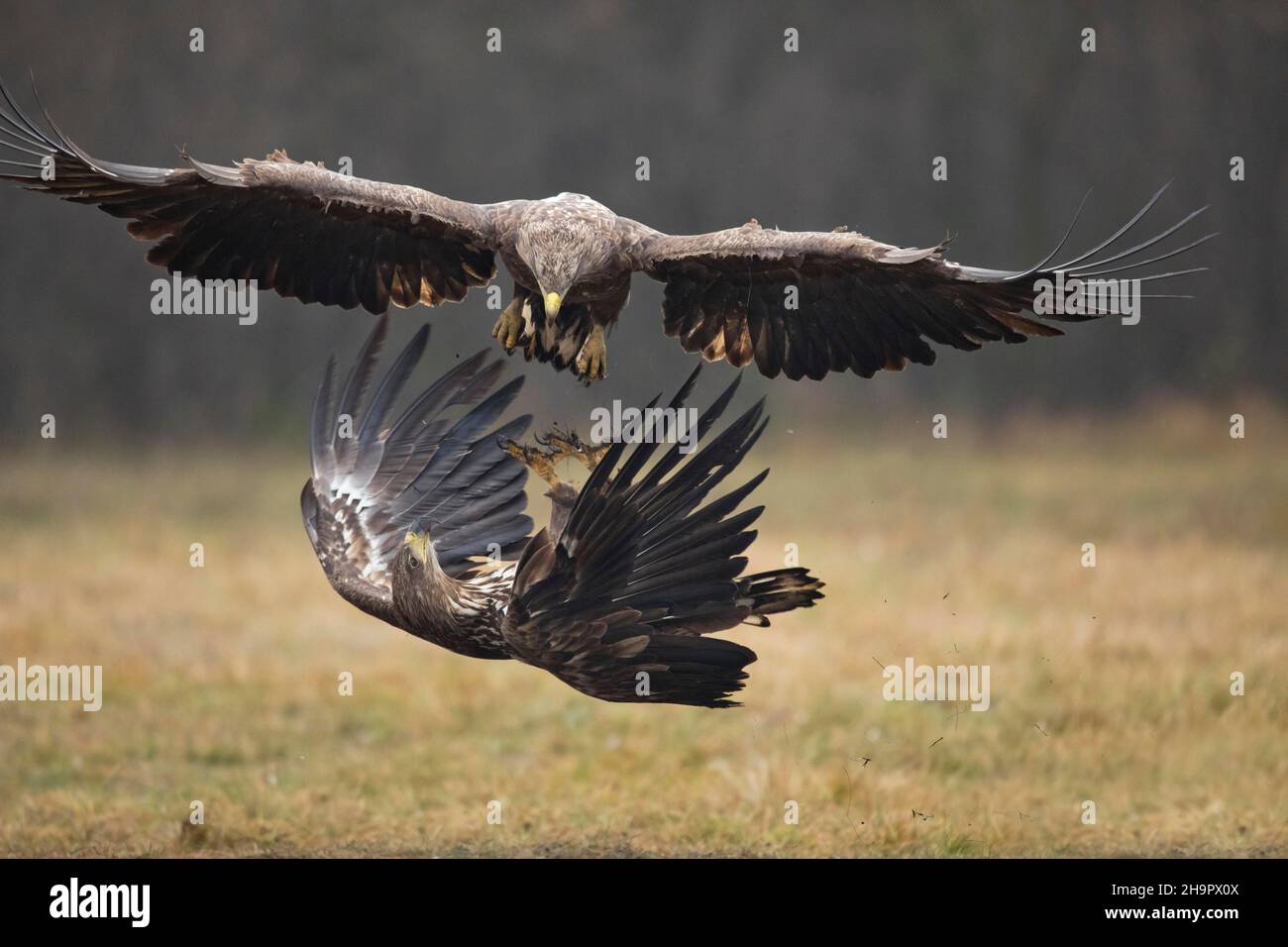 Aquila dalla coda bianca (Haliaeetus albicilla) in combattimento aereo, Polonia Foto Stock