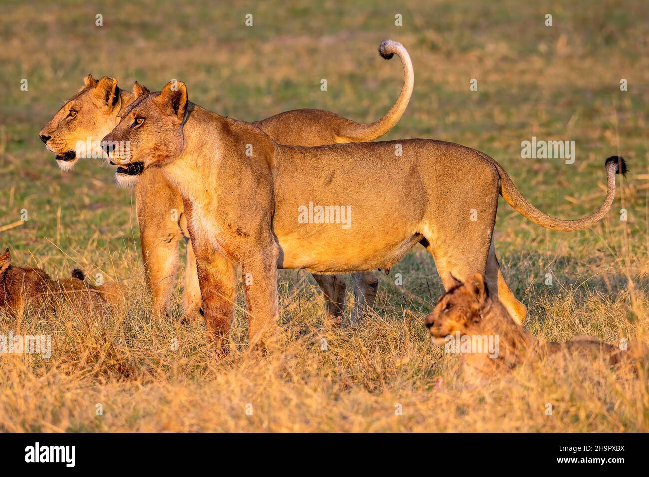 Leone (Panthera leo), due leonesse e cucciolo, Moremi Game Reserve West, Okavango Delta, Botswana Foto Stock