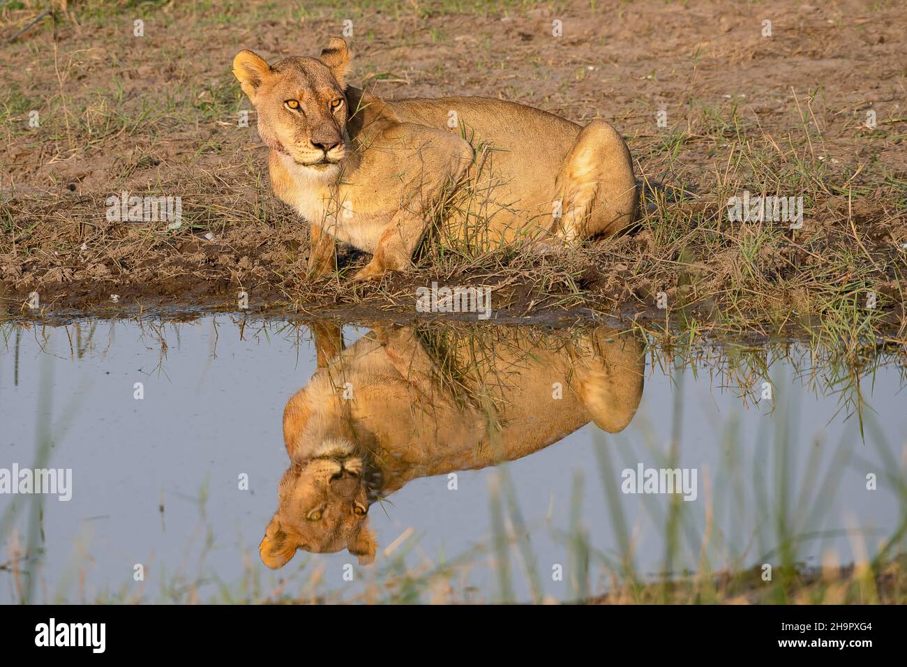 Leone (Panthera leo), leonessa al pozzo, Moremi Game Reserve West, Okavango Delta, Botswana Foto Stock