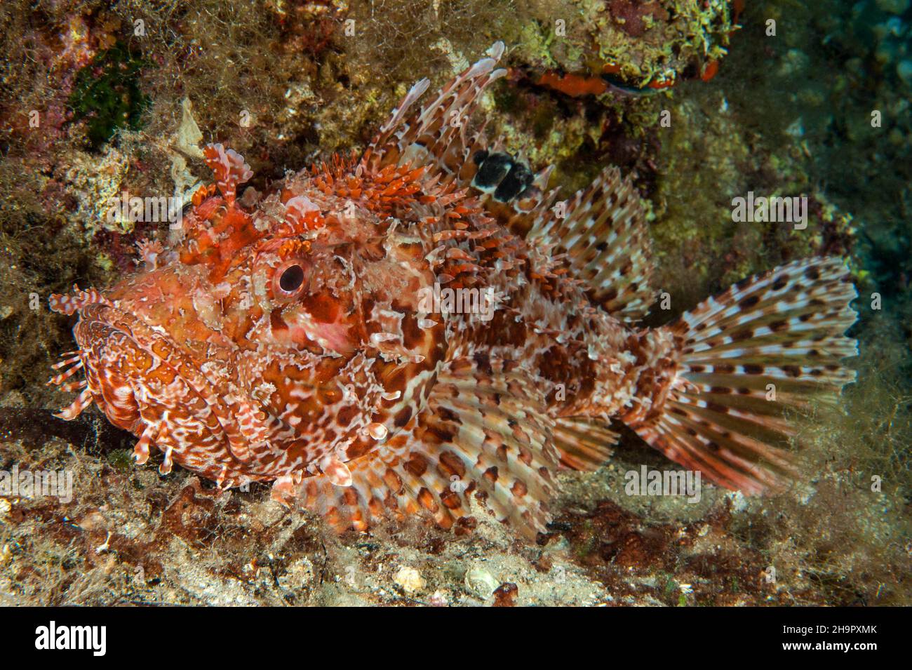 Scorpione rosso (Scorpaena scrofa) si diffonde tutte le pinne mostra venomous sting, Mar Mediterraneo, Isola del Giglio, Toscana, Italia Foto Stock