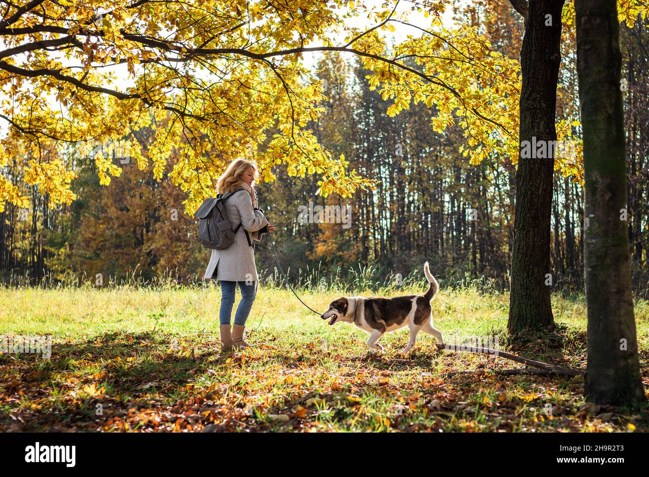 Donna che cammina cane in autunno parco. Proprietario di animali domestici femmina che gode di una giornata di sole all'aperto. Cane a piedi nella stagione autunnale Foto Stock